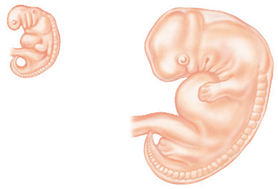 Your 40-week Journey : What's Happening to My Baby? Fetal development